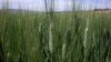 Power Outages Crippling Zimbabwe Wheat Farming