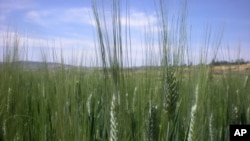 This photo from Oct. 10, 2012, shows the wheat farm of Ethiopian farmer Bedlu Mamo, in Ethiopia’s Amhara region. Farmers in the Gambella region have been pushed off their land to make way for companies from China, India and Saudi Arabia that are exporting the harvest back to the home country.