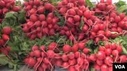 This display of fresh radishes was an attention-getting splash of color as shoppers stroll through the market. (J. Soh/VOA)