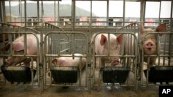 FILE - In this May 8, 2019, photo, pigs eat feed at a pig farm in Panggezhuang village in northern China's Hebei province. (AP Photo/Mark Schiefelbein)