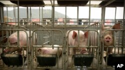 (File) China African Swine Fever Vaccine