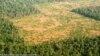 An aerial view of Prey Lang from a helicopter in 2016. (Courtesy photo of USAID/Michael Gebremedhin)