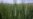 Power Outages Crippling Zimbabwe Wheat Farming