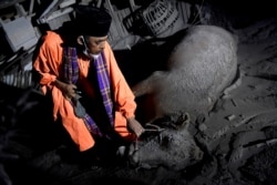 Seorang warga memegang seekor sapi mati yang tertutup abu vulkanik yang dimuntahkan dari Gunung Semeru di Desa Sumber Wuluh, Lumajang, Jawa Timur, 5 Desember 2021. (Foto: Antara/Zabur Karuru via REUTERS)