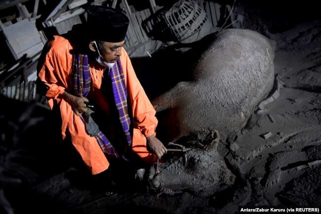 Seorang warga memegang seekor sapi mati yang tertutup abu vulkanik yang dimuntahkan dari Gunung Semeru di Desa Sumber Wuluh, Lumajang, Jawa Timur, 5 Desember 2021. (Foto: Antara/Zabur Karuru via REUTERS)