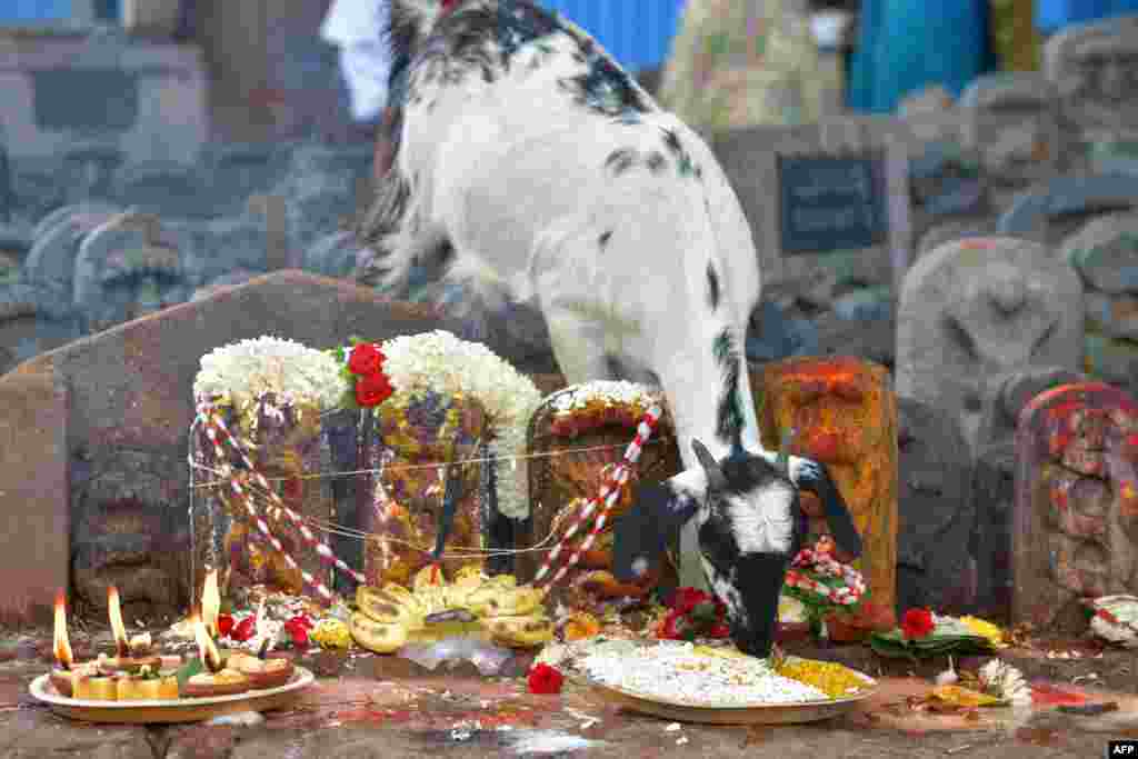 A goat eats from offerings made by Hindu devotees to stone sculptures of snakes on the occasion of Naga Panchami, an auspicious day in the Hindu calendar in which serpents are worshipped, in the suburbs of Bangalore, India.