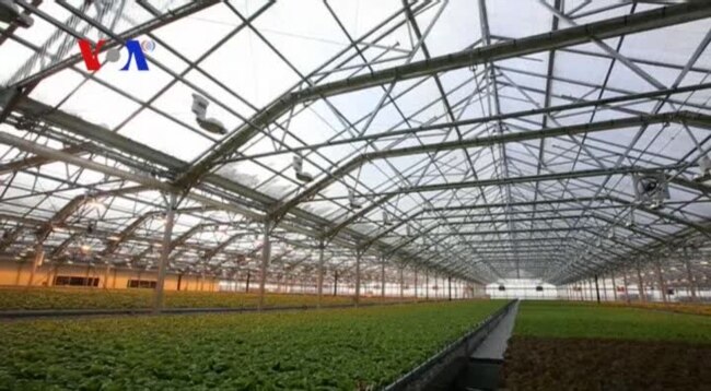 Huge Rooftop Greenhouse Grows Vegetables in Chicago