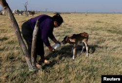 A woman bottle-feeds a calf whose mother had died, at the Agropil ranch in Boqueron, Paraguay, Aug. 14, 2016.
