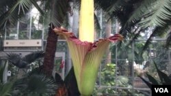 华盛顿美国国家植物园中的巨花魔芋（大臭花）7月22日开花。（美国之音 杨帆拍摄）