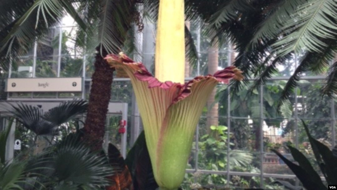 美国家植物园恶臭巨花令游客趋之若鹜