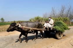 An Indian farmer wearing protective face masks as a precaution against the new virus, carries fodder for his cattle near Bijnor, in one of the most populous Indian state of Uttar Pradesh, Thursday, March 19, 2020.