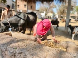 Besides working at home, women in the village fetch fodder for buffaloes and work in fields. (Anjana Pasricha/VOA)