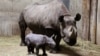 Afrique du Sud : un juge suspend le moratoire sur la vente de corne de rhinocéros