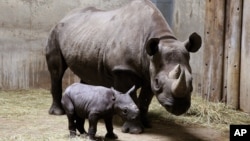 Rhinocéros. (AP Photo/Lincoln Park Zoo, Todd Rosenberg, File)