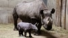 Polícia moçambicana envolvida no desaparecimento de cornos de rinoceronte