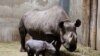 Afrique du Sud : un Chinois arrêté avec dix cornes de rhinocéros