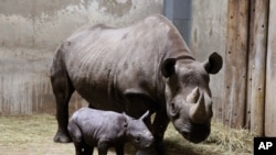 Des rhinocéros du zoo de Chicago, le 28 août 2013.(AP Photo/Lincoln Park Zoo, Todd Rosenberg)