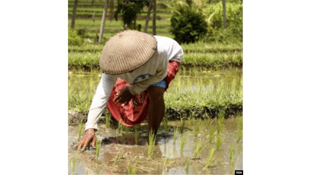 Terbatasnya lahan yang mereka miliki, membuat petani tak dapat memetik keuntungan dari kenaikan harga hasil panen mereka.