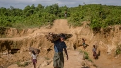 ရိုဟင်ဂျာဒုက္ခသည်ကြောင့် တောပြုန်းတဲ့နေရာ သစ်ပင်ပြန်စိုက်မည်