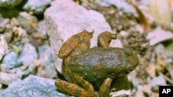 The skin of certain frogs, including this foothill yellow-legged frog, contains secretions that may lead to new antibiotics to fight infections that shrug off the effects of existing antibiotics.
