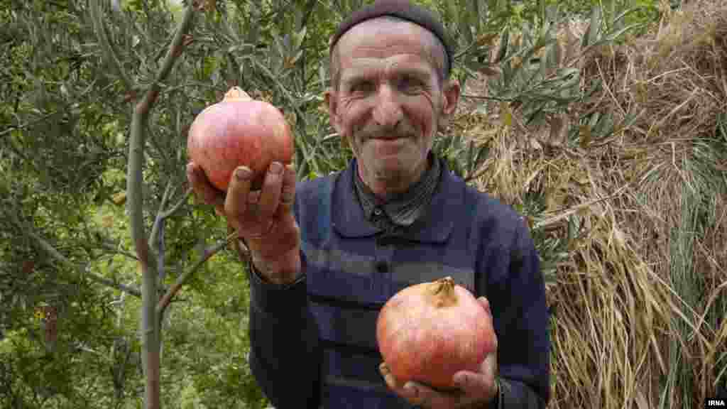 برداشت انار از روستای انبوه رودبار گیلان. عکس: ابوذر حمیدی جیرنده