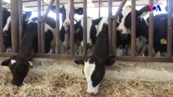 'Süt Üreticisi Hayvanını Besleyemiyor Üretimden Uzaklaşıyor'