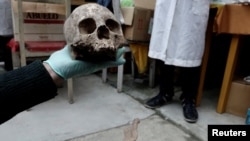 Archeologists show a skull as part of an archeological finding, dated approximately 500 years ago, in Mazo Cruz, near Viacha, Bolivia, Nov. 12, 2018. 