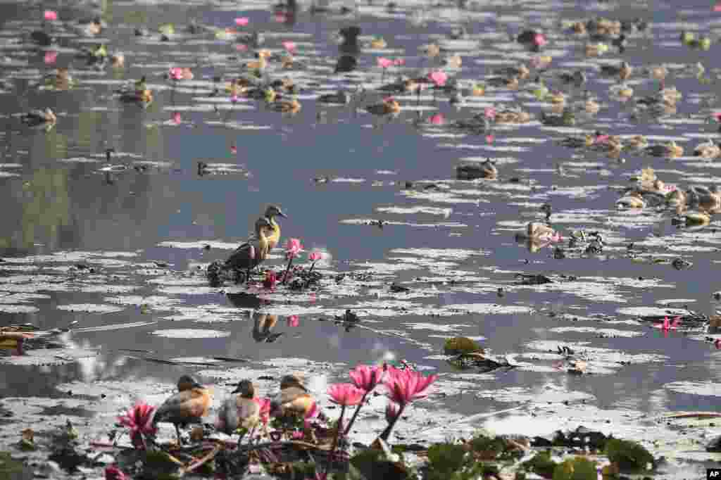 Migratory birds sit at Jahangirnagar University swamp in Savar, near Dhaka, Bangladesh.