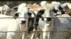 Menteri Perdagangan: Stok Daging Aman Tanpa Impor Australia