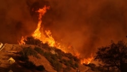 Petugas pemadam kebakaran berjuang mengatasi kebakaran Palisades di Mandeville Canyon di Los Angeles, 11 Januari 2025. 