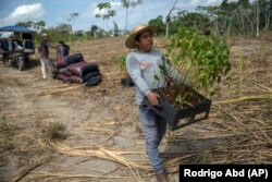 Forestry researcher Jhon Farfan carries young trees to replant a field damaged by illegal gold miners in Madre de Dios, Peru, on March 29, 2019.