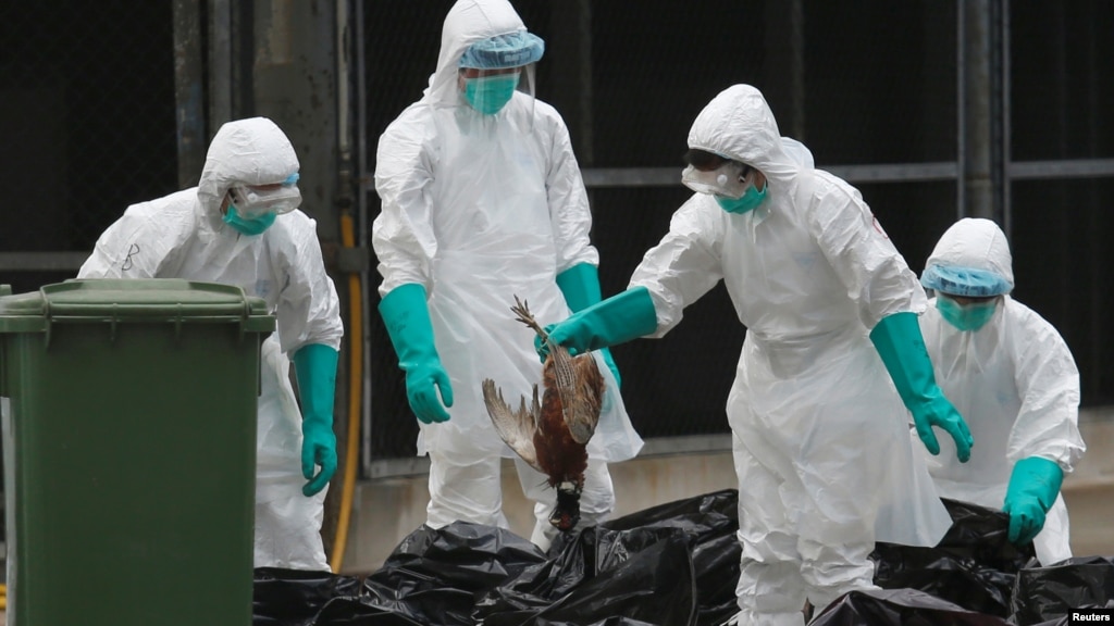 Three Mutations Could Make Bird Flu a Potential Pandemic