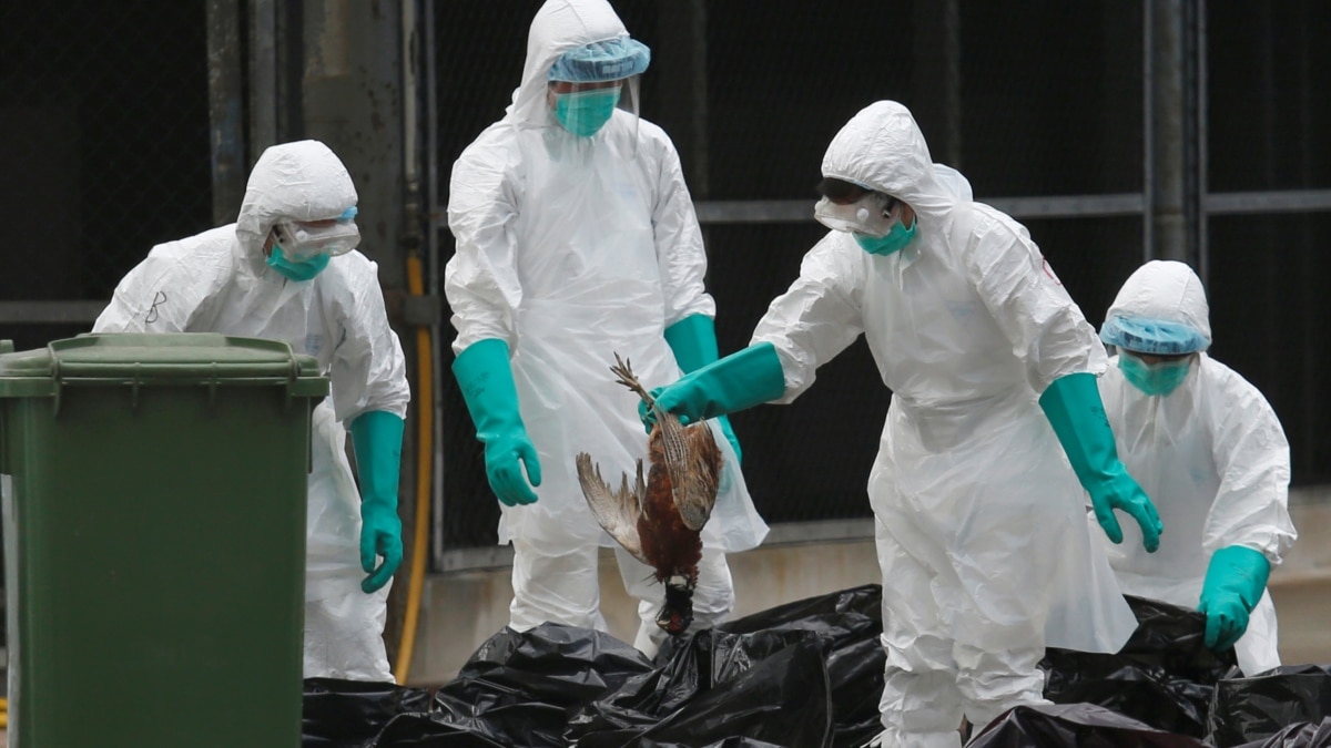 Study: Three Mutations Could Make Bird Flu A Potential Pandemic