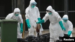 FILE - Health officers cull poultry at a wholesale market, as trade in live poultry is suspended after a spot check at a local street market revealed the presence of H7N9 bird flu virus, in Hong Kong June 7, 2016. 