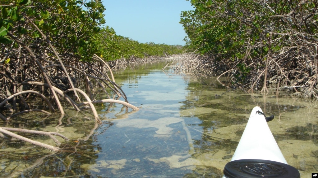 Mangroves Prevent Flooding