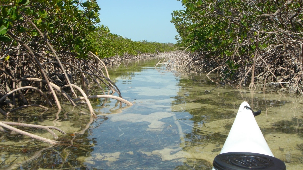 scientists-keep-mangrove-forests-to-prevent-flooding-soil-loss