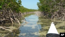 n this March 2005 photo provided by Brian Skoloff, the tip of a kayak is seen paddling into a mangrove-lined canal on Raccoon Key, Fla. (AP Photo/Brian Skoloff)