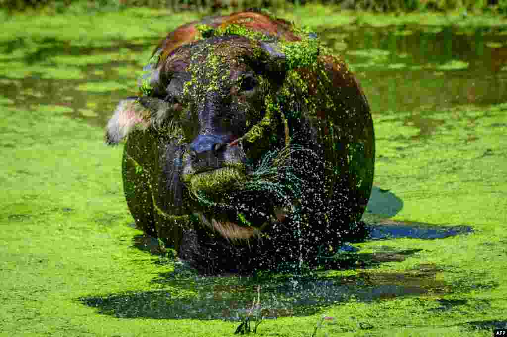 A water buffalo shakes water off its head as it cools down in a pond in the Ancient City Heritage Park in Samut Prakan, some 25km south of Bangkok, Thailand.