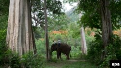 THAILAND ANIMALS DISABLED CHILDREN