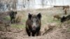 Denmark to Build Border Fence to Protect Pigs