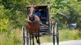 FILE In this photo made on Wednesday, June 23, 2021, a horse drawn buggy is driven down the road near Amish farms in Pulaski, Pa. (AP Photo/Keith Srakocic)