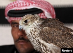 FILE - A man sits next to his falcon as he waits to participate in the Qatar International Falcons and Hunting Festival at Sealine desert, Qatar, Jan. 29, 2016.