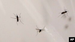 El mosquito Anopheles es el agente transmisor de la malaria.