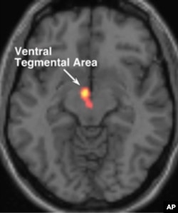 The ventral tegmental area of the brain signals reward and drive in humans in the early stages of romantic love.