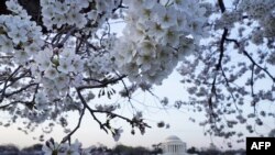 Cherry blossoms, Tidal Basin Bitootessa 24, 2016 DC.