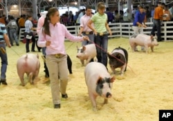 FILE - A participant shows her hog during an event at the World Pork Expo, June 10, 2010, at the Iowa State Fairgrounds in Des Moines, Iowa. (AP Photo/Steve Pope)