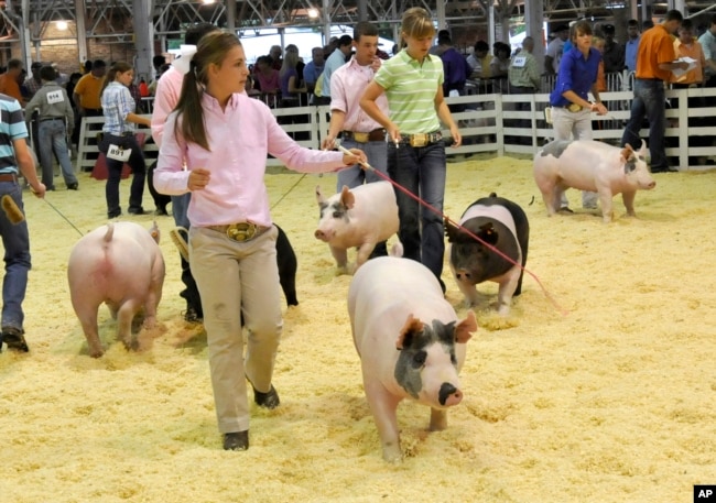 FILE - A participant shows her hog during an event at the World Pork Expo, June 10, 2010, at the Iowa State Fairgrounds in Des Moines, Iowa. (AP Photo/Steve Pope)