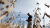 Seorang petani memeriksa lahan kedelainya di Minooka, Illinois, AS, 24 September 2014. (Foto: Reuters)