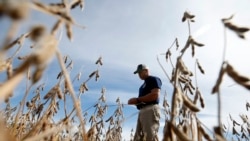 VOA Asia - U.S. soybean farmers may get a break from China trade tariffs