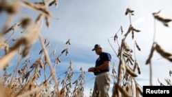 Ryan Roberts walks through a soy bean field to check if it is ready for harvest in Minooka, Illinois, Sept. 24, 2014. Corn and soybean prices have been depressed by concerns about trade tariffs and the increased cost of farm equipment.